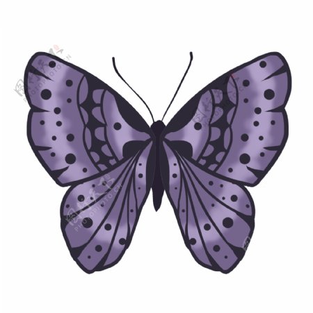紫色动物昆虫蝴蝶
