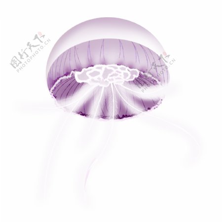 紫色水母动物