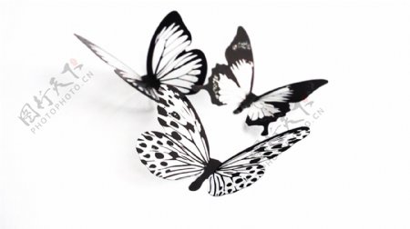蝴蝶设计素材