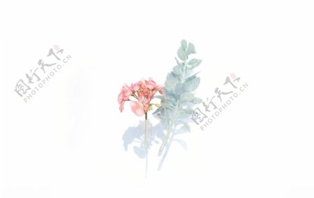 花卉海报背景素材