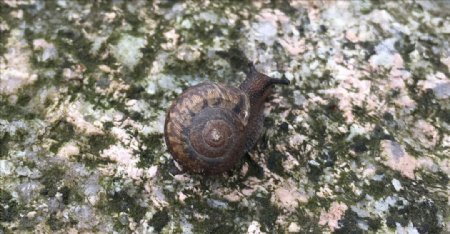 青苔石头上的蜗牛