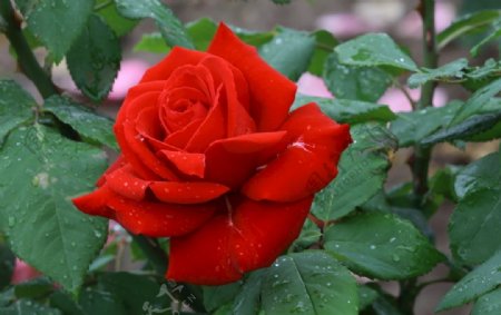 雨露月季花