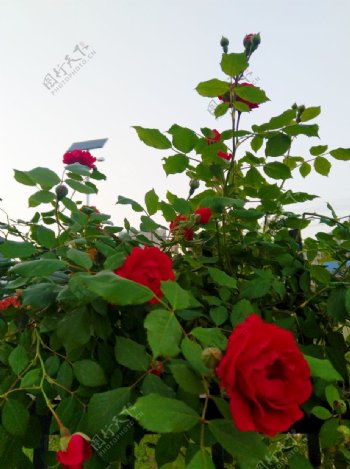 娇艳的玫瑰花