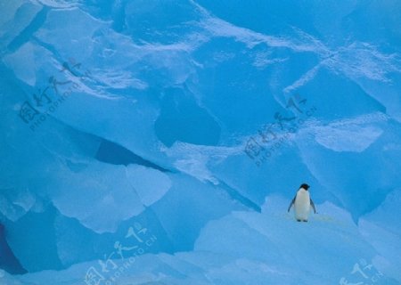 精选冰川企鹅风景