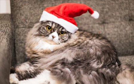 戴圣诞帽子的猫