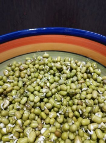 一碗发芽的绿豆