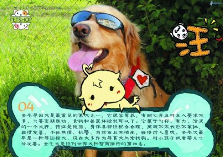 金毛寻回犬