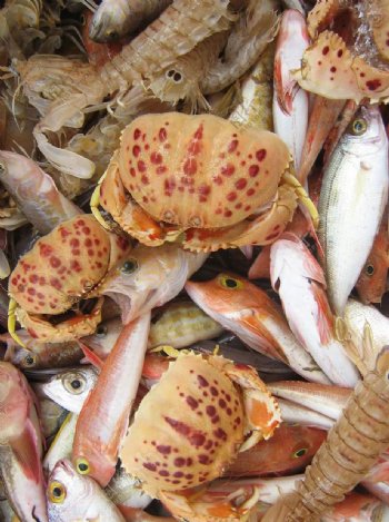 螃蟹皮皮虾