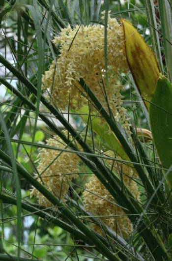 软叶刺葵花