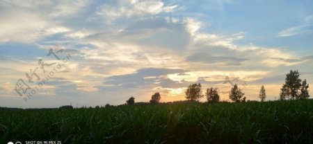 夕阳下的玉米地