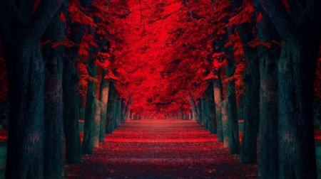 红色树林