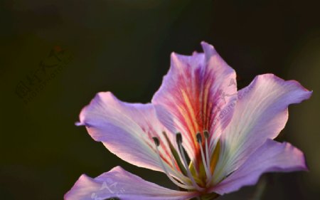 紫荆花花朵