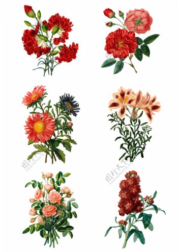 复古手绘植物花卉插画
