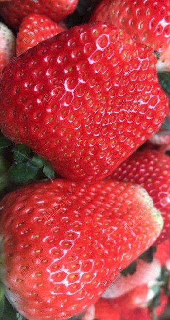 草莓新鲜草莓香莓奶莓