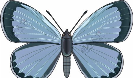 昆虫系列蓝色蝴蝶