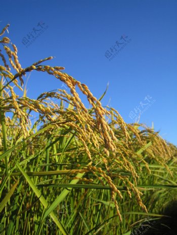 金黄的水稻