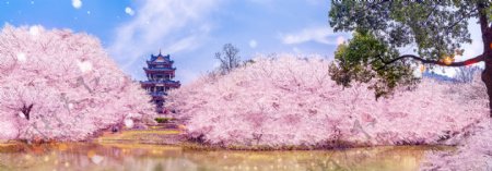 中国公园里的樱花实拍