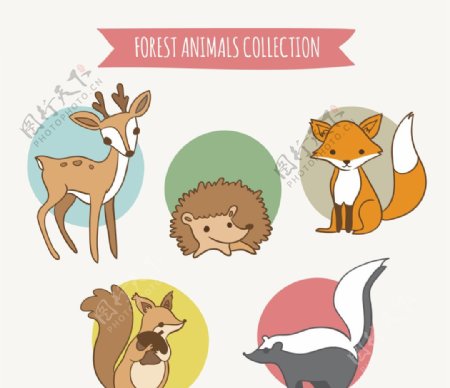 手绘森林动物收藏