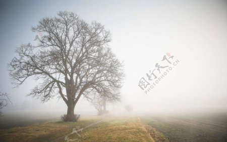 晨雾中的大树