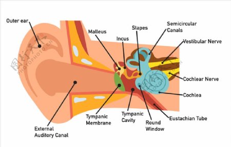 耳部结构