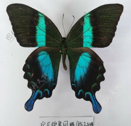 印度碧翠凤蝶指名亚种
