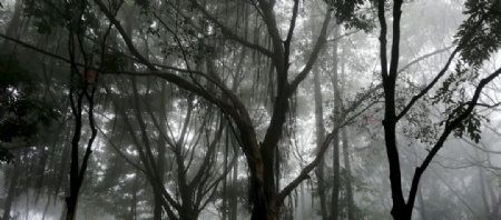 林间晨雾