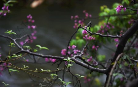 香炉桥紫荆花
