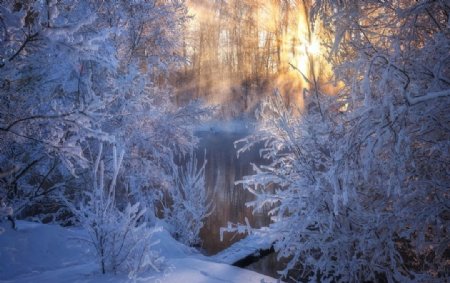 冬天森林阳光风景