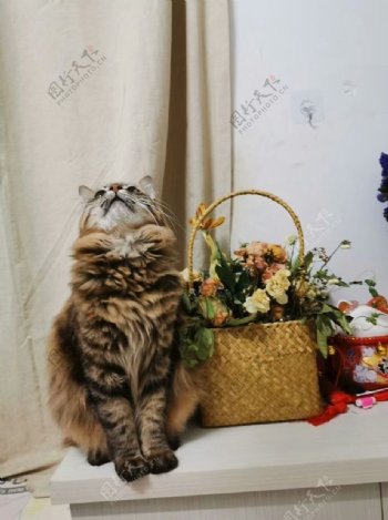 猫咪和鲜花