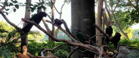 丛林热带丛林鹦鹉鸟鸟类