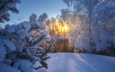 冬天大雪森林阳光风景