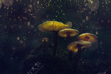 野生菌菇蘑菇发光意境