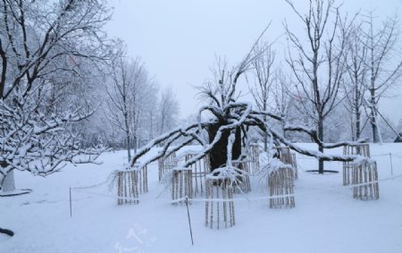 冬雪地景