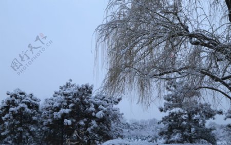 冬日雪景
