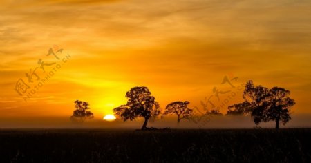 草原黄昏树木夕阳风景