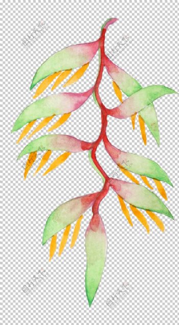 清新水彩植物树叶插画