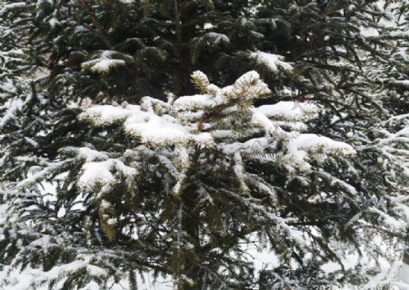 雪白雪雪地树冬天