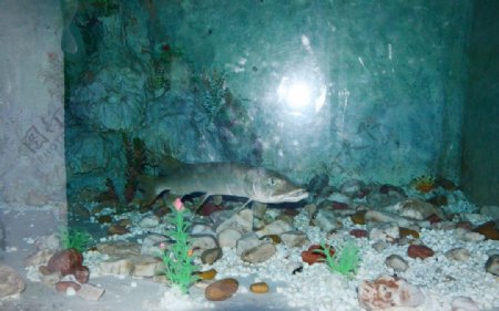 海底世界龟鲨鱼比目