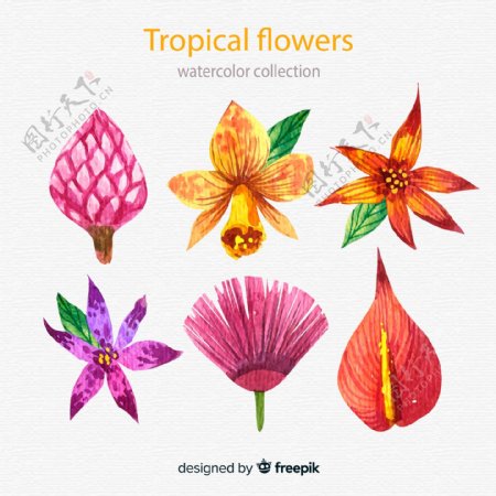 6款水彩绘热带花朵
