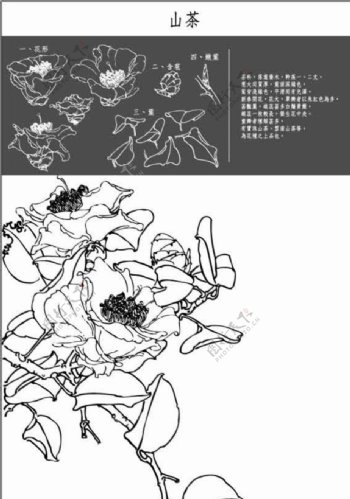 中国工笔画图谱山茶