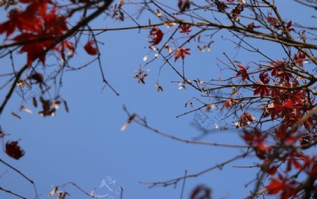 枫叶天空