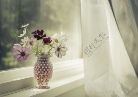 窗台花瓶花朵背景