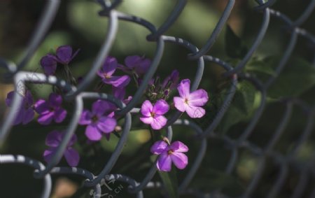 围栏上的紫色小花