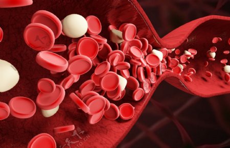 血红细胞血管