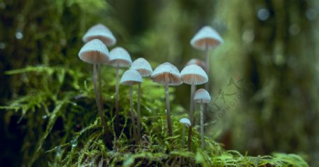 森林里的野生菌菇