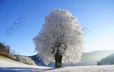 树木结冰