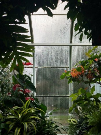 窗台风景热带雨林植物
