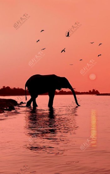 大象与日落剪影