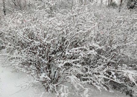 雪中的灌木