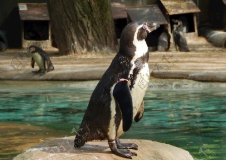 企鹅动物动物园